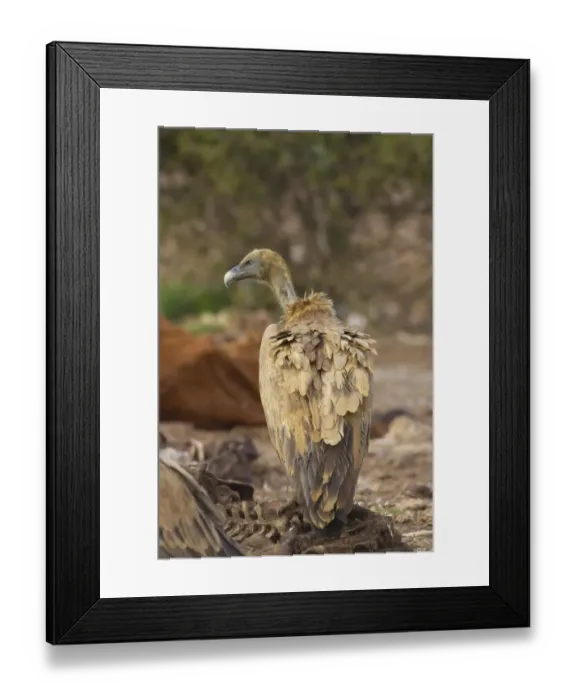 Framed Print : Eurasian Griffon Vulture (Gyps fulvus) adult, feeding at carcass, Segovia, Castile and Leon, Spain Framed Print : Eurasian Griffon Vulture (Gyps fulvus) adult, feeding at carcass, Segovia, Castile and Leon, Spain