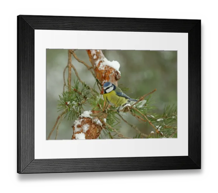 Framed Print : Blue Tit (Parus caeruleus) adult, perched on snow covered pine twig, Abernethy National Nature Reserve, Cairngorms N. P. Highlands, Scotland, april Framed Print : Blue Tit (Parus caeruleus) adult, perched on snow covered pine twig, Abernethy National Nature Reserve, Cairngorms N. P. Highlands, Scotland, april