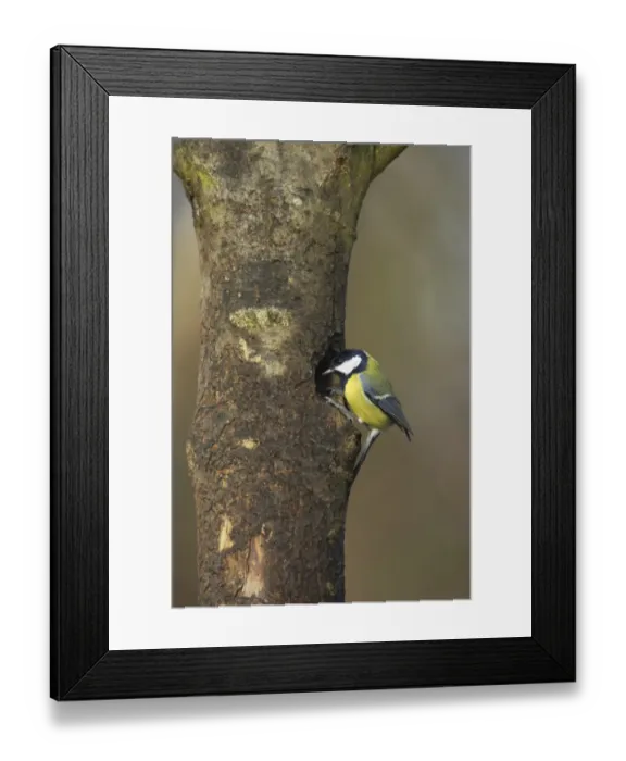 Framed Print : Great Tit (Parus major) adult, examining potential nesthole in tree trunk, Lea Valley Country Park, Essex, England Framed Print : Great Tit (Parus major) adult, examining potential nesthole in tree trunk, Lea Valley Country Park, Essex, England