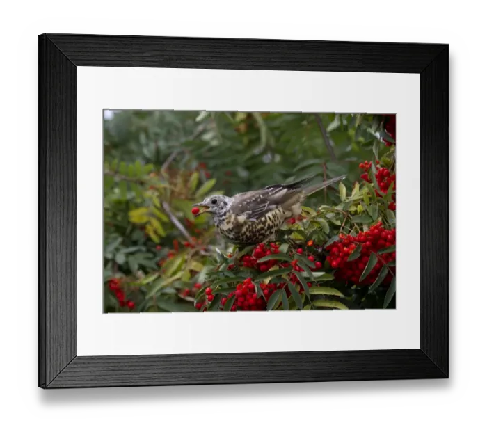 Framed Print : Mistle Thrush (Turdus viscivorus) immature, feeding on Rowan (Sorbus aucuparia) berries, Shropshire, England, october Framed Print : Mistle Thrush (Turdus viscivorus) immature, feeding on Rowan (Sorbus aucuparia) berries, Shropshire, England, october