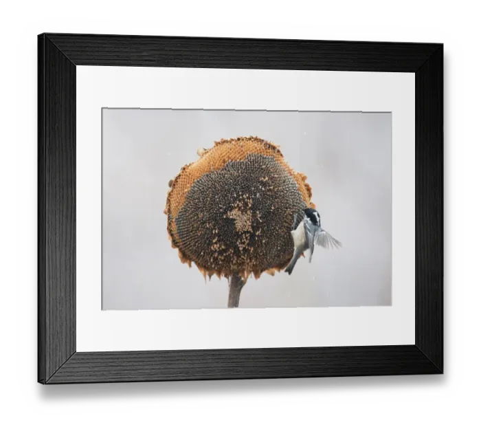 Framed Print : Coal Tit (Periparus ater) adult, feeding on Sunflower (Helianthus annuus) seeds, perched on seedhead during snowfall, Bulgaria, january Framed Print : Coal Tit (Periparus ater) adult, feeding on Sunflower (Helianthus annuus) seeds, perched on seedhead during snowfall, Bulgaria, january
