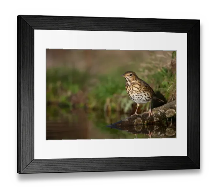 Framed Print : Song Thrush (Turdus philomelos) adult, standing on branch in woodland pond, Norfolk, England, january Framed Print : Song Thrush (Turdus philomelos) adult, standing on branch in woodland pond, Norfolk, England, january