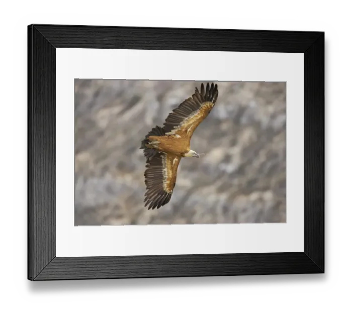 Framed Print : Eurasian Griffon Vulture (Gyps fulvus) adult, in flight, with nesting material in beak, Segovia, Castile and Leon, Spain Framed Print : Eurasian Griffon Vulture (Gyps fulvus) adult, in flight, with nesting material in beak, Segovia, Castile and Leon, Spain