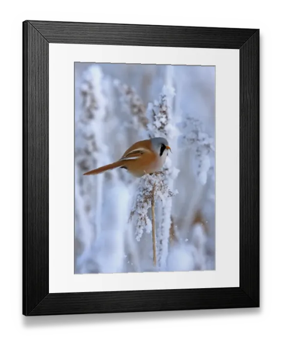 Framed Print : Bearded Tit (Panurus biarmicus) adult male, feeding, perched on snow covered reed, Finland, february Framed Print : Bearded Tit (Panurus biarmicus) adult male, feeding, perched on snow covered reed, Finland, february
