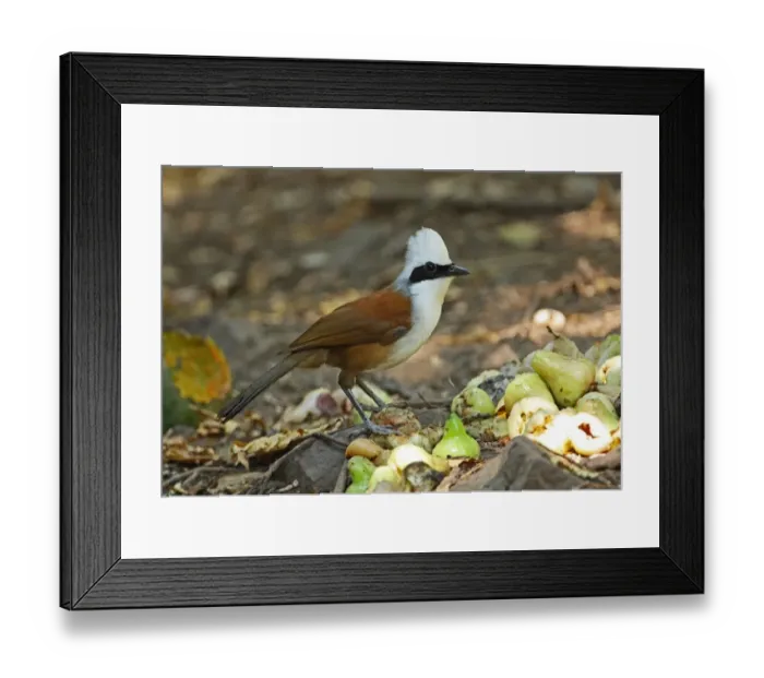 Framed Print : White-crested Laughingthrush (Garrulax leucolophus belangeri) adult, feeding on fruit, Kaeng Krachan N. P. Thailand, february Framed Print : White-crested Laughingthrush (Garrulax leucolophus belangeri) adult, feeding on fruit, Kaeng Krachan N. P. Thailand, february