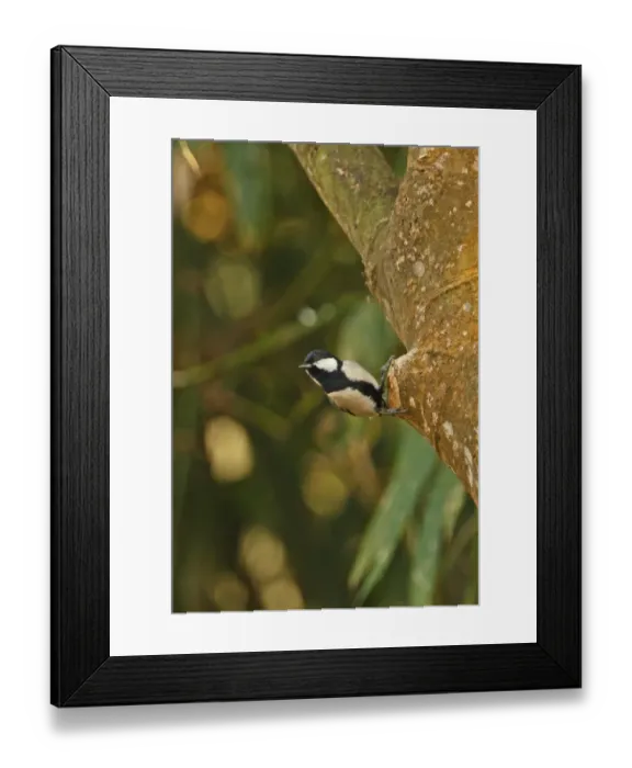 Framed Print : Great Tit (Parus major nipalensis) adult, clinging to tree trunk, Dibru-Saikhowa N. P. Assam, India, february Framed Print : Great Tit (Parus major nipalensis) adult, clinging to tree trunk, Dibru-Saikhowa N. P. Assam, India, february