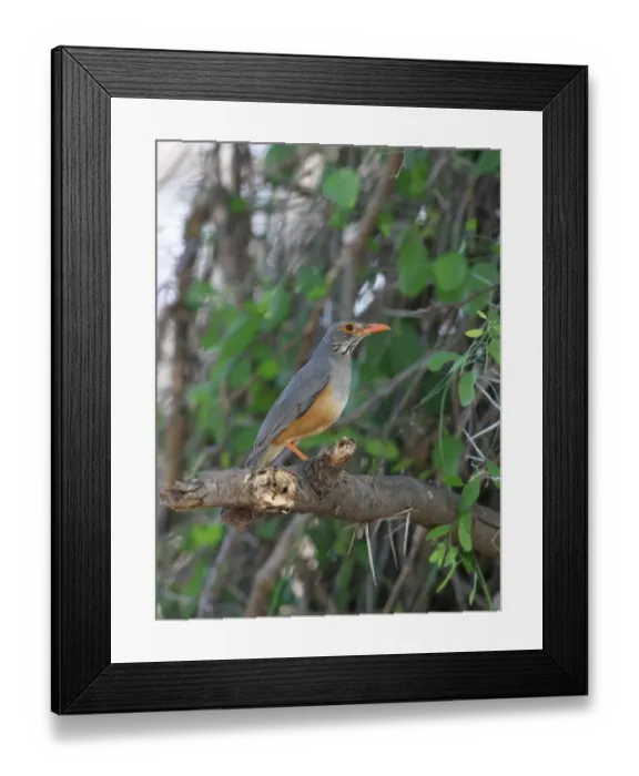 Framed Print : Bare-eyed Thrush (Turdus tephronotus) adult, perched on branch, Kenya Framed Print : Bare-eyed Thrush (Turdus tephronotus) adult, perched on branch, Kenya