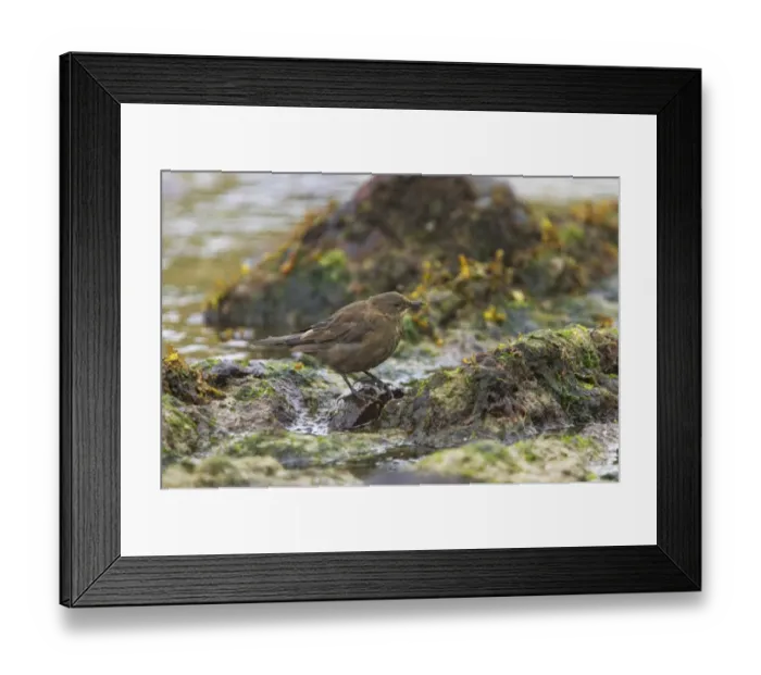 Framed Print : Tussac-bird (Cinclodes antarcticus) adult, foraging on rocky shore, Carcass Island, Falkland Islands