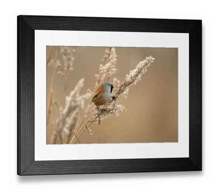 Framed Print : Bearded Tit (Panurus biarmicus) adult male, feeding on Common Reed (Phragmites communis) seeds, Sussex, England, winter Framed Print : Bearded Tit (Panurus biarmicus) adult male, feeding on Common Reed (Phragmites communis) seeds, Sussex, England, winter