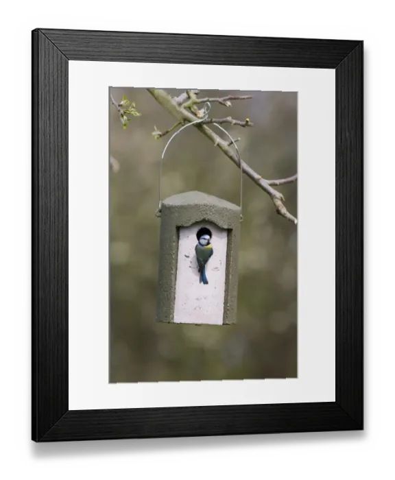 Framed Print : Blue Tit (Parus caeruleus) adult, at hanging woodcrete nestbox, Kent, England, spring