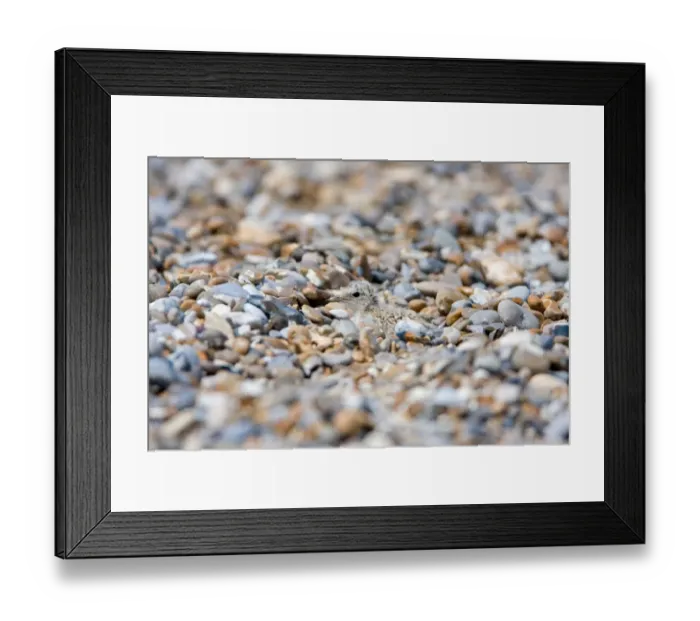 Framed Print : Little Tern (Sterna albifrons) chick, camouflaged on shingle beach, Minsmere RSPB Reserve, Suffolk, England, july Framed Print : Little Tern (Sterna albifrons) chick, camouflaged on shingle beach, Minsmere RSPB Reserve, Suffolk, England, july