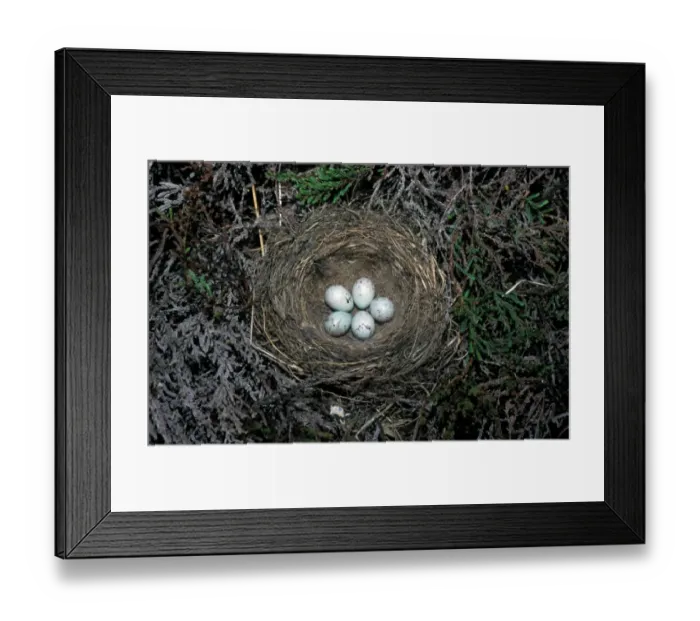 Framed Print : Twite (Acanthis flavirostris) Eggs in nest Framed Print : Twite (Acanthis flavirostris) Eggs in nest