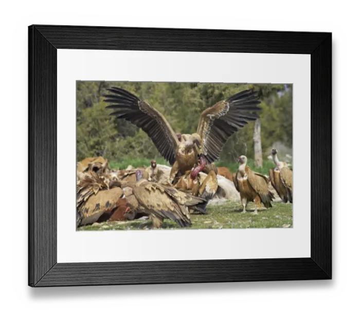 Framed Print : Eurasian Griffon Vulture (Gyps fulvus) adults, group fighting and feeding at carcass, Refugio de Rapaces W. W. F. Reserve, Segovia, Castile and Leon, Spain Framed Print : Eurasian Griffon Vulture (Gyps fulvus) adults, group fighting and feeding at carcass, Refugio de Rapaces W. W. F. Reserve, Segovia, Castile and Leon, Spain