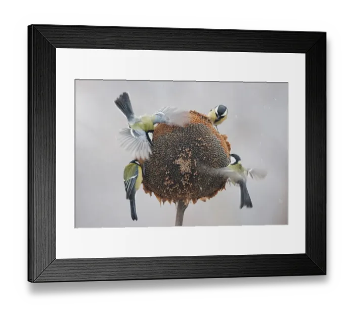 Framed Print : Great Tit (Parus major) four adults, feeding on Sunflower (Helianthus annuus) seeds, in flight and perched on seedhead during snowfall, Bulgaria, january