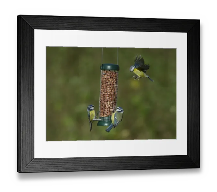 Framed Print : Blue Tit (Parus caeruleus) three adults, in flight and feeding on hanging peanut feeder in garden, Norfolk, England, november Framed Print : Blue Tit (Parus caeruleus) three adults, in flight and feeding on hanging peanut feeder in garden, Norfolk, England, november