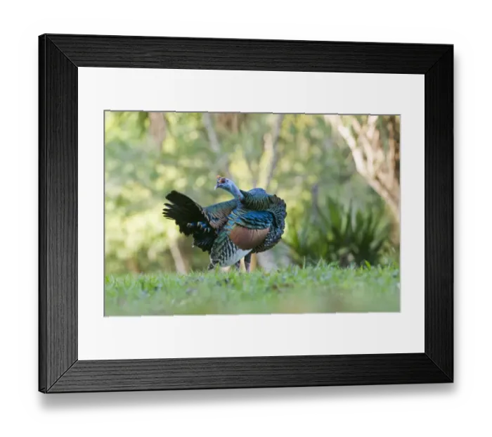 Framed Print : Ocellated Turkey (Agriocharis ocellata) adult, preening, standing in lowland tropical forest, Tikal N. P. Peten, Guatemala
