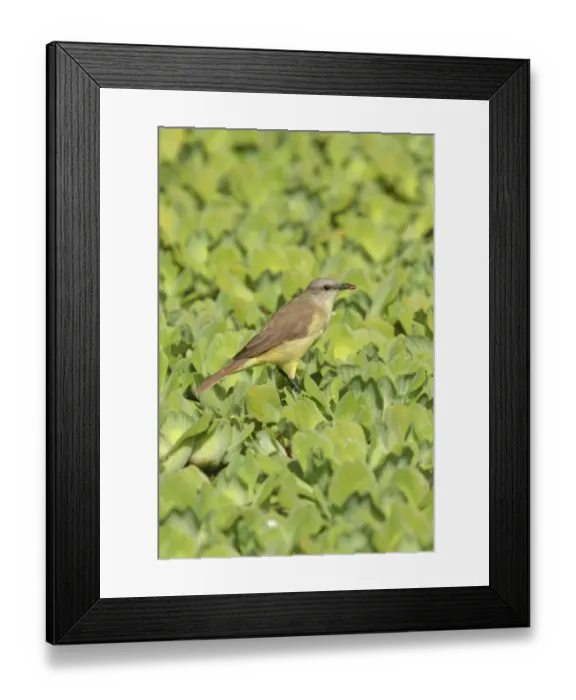 Framed Print : Cattle Tyrant (Machetornis rixosa) adult, with insect in beak, perched on aquatic vegetation, Vicente Lopez, Buenos Aires Province, Argentina, april Framed Print : Cattle Tyrant (Machetornis rixosa) adult, with insect in beak, perched on aquatic vegetation, Vicente Lopez, Buenos Aires Province, Argentina, april