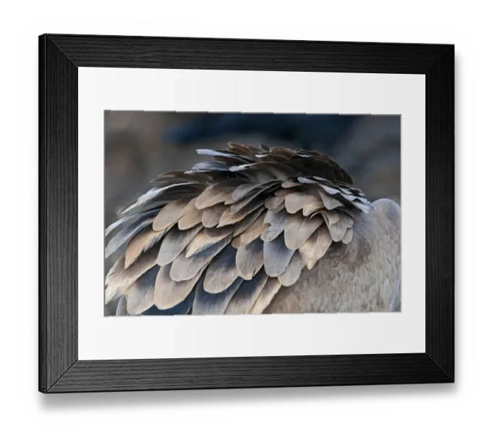 Framed Print : Eurasian Griffon Vulture (Gyps fulvus) adult, close-up of feathers, Pyrenees, Catalonia, Spain, november Framed Print : Eurasian Griffon Vulture (Gyps fulvus) adult, close-up of feathers, Pyrenees, Catalonia, Spain, november