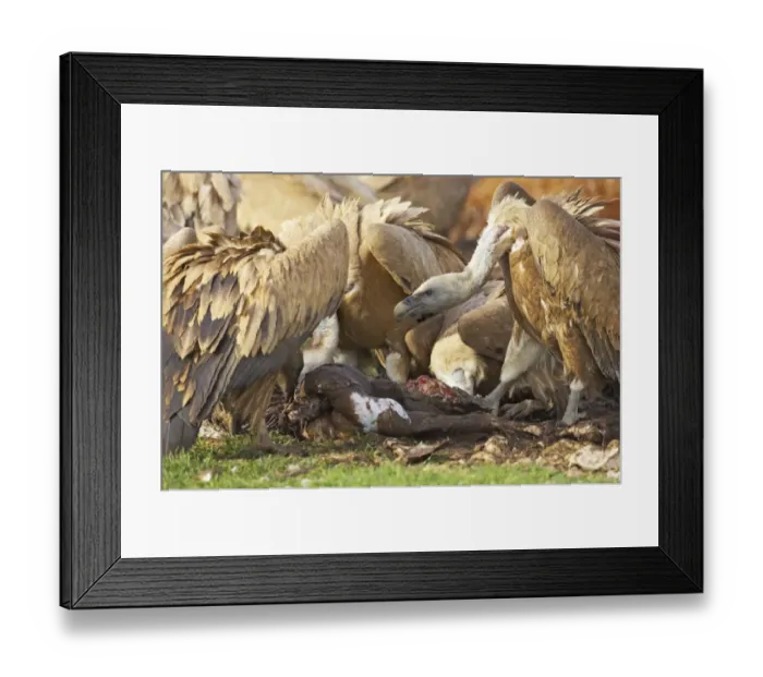Framed Print : Eurasian Griffon Vulture (Gyps fulvus) aduls, group feeding on carcass of dead sheep, Refugio de Rapaces W. W. F. Reserve, Segovia, Castile and Leon, Spain Framed Print : Eurasian Griffon Vulture (Gyps fulvus) aduls, group feeding on carcass of dead sheep, Refugio de Rapaces W. W. F. Reserve, Segovia, Castile and Leon, Spain