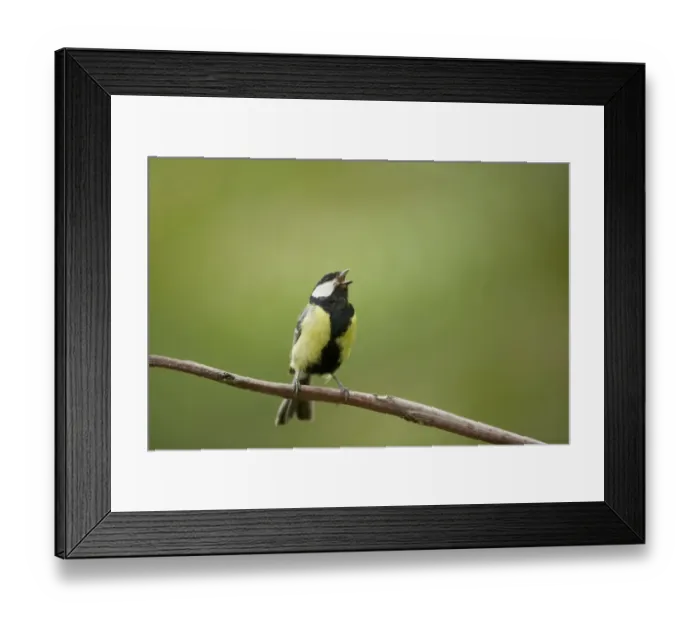 Framed Print : Great Tit (Parus major) adult male, singing, perched on twig, Hungary, may Framed Print : Great Tit (Parus major) adult male, singing, perched on twig, Hungary, may