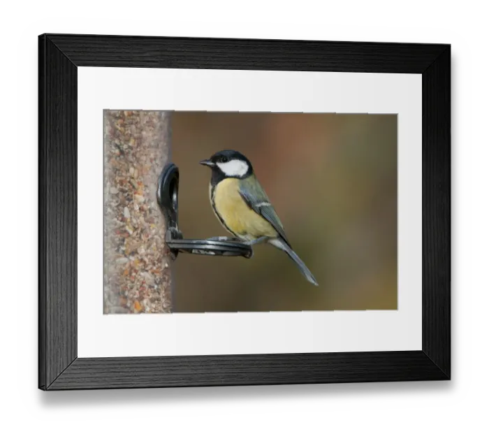 Framed Print : Great Tit (Parus major) adult, feeding on seeds at hanging birdfeeder, Norfolk, England, january Framed Print : Great Tit (Parus major) adult, feeding on seeds at hanging birdfeeder, Norfolk, England, january