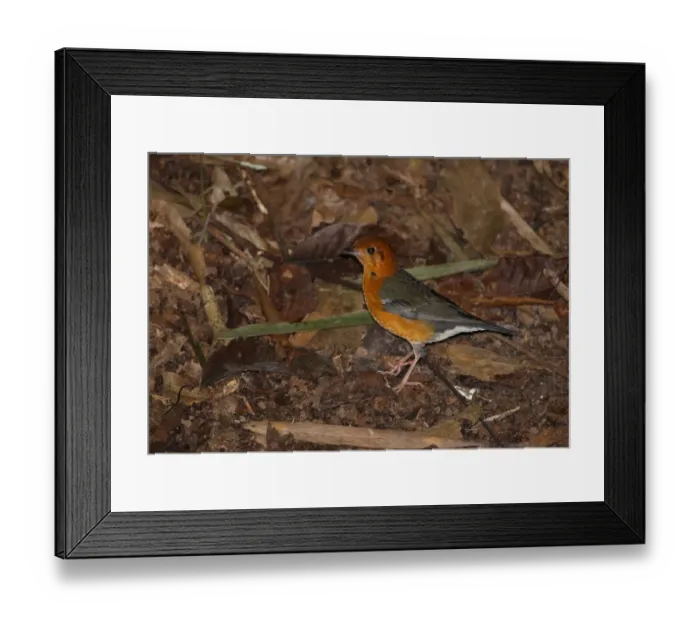 Framed Print : Orange-headed Thrush (Zoothera citrina gibsonbilli) adult female, standing on forest floor, Khao Nor Churchi, Thailand, february Framed Print : Orange-headed Thrush (Zoothera citrina gibsonbilli) adult female, standing on forest floor, Khao Nor Churchi, Thailand, february