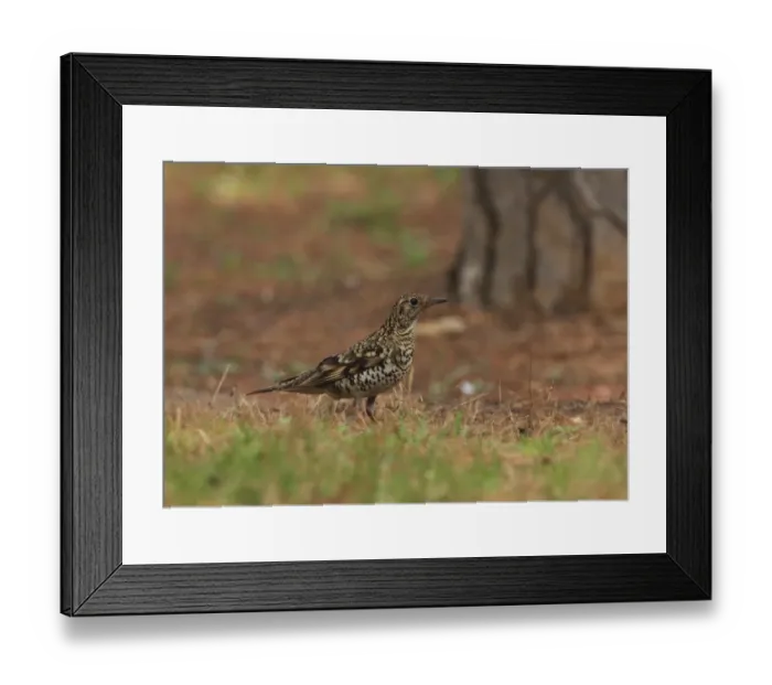 Framed Print : Scaly Thrush (Zoothera dauma aurea) adult, standing on ground, Beidaihe, Hebei, China, may Framed Print : Scaly Thrush (Zoothera dauma aurea) adult, standing on ground, Beidaihe, Hebei, China, may