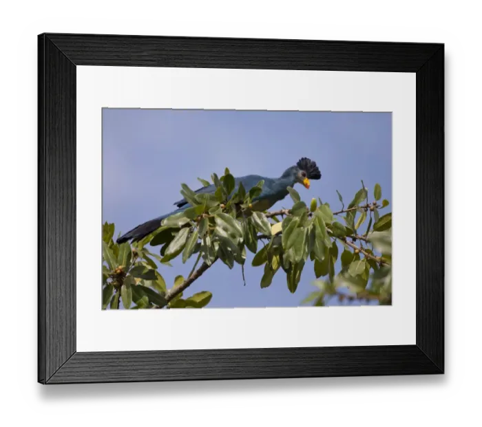 Framed Print : Great Blue Turaco (Corythaeola cristata) adult, perched on branch in fruiting tree, Bigodi Wetland Sanctuary, Uganda Framed Print : Great Blue Turaco (Corythaeola cristata) adult, perched on branch in fruiting tree, Bigodi Wetland Sanctuary, Uganda