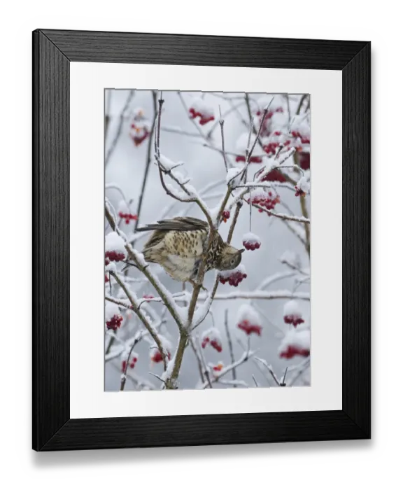 Framed Print : Mistle Thrush (Turdus viscivorus) adult, feeding on snow covered rowan berries, Norfolk, England, december Framed Print : Mistle Thrush (Turdus viscivorus) adult, feeding on snow covered rowan berries, Norfolk, England, december