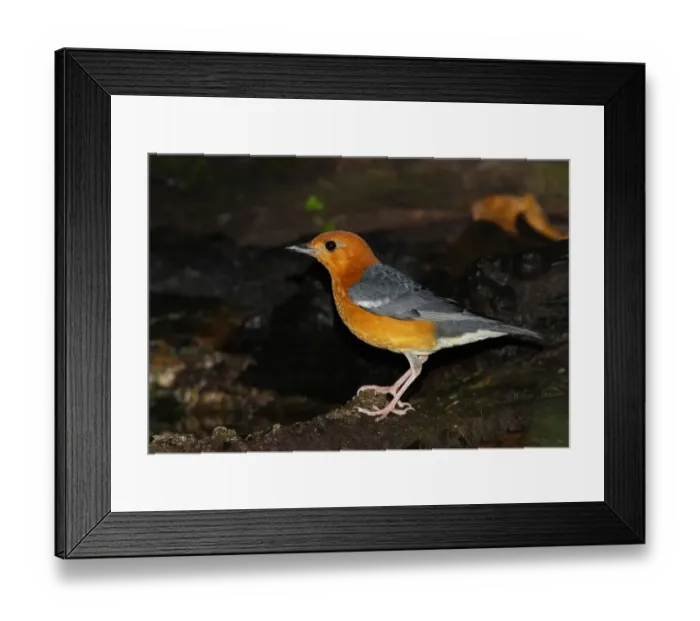 Framed Print : Orange-headed Thrush (Zoothera citrina gibsonbilli) adult male, standing beside forest pool, Kaeng Krachan N. P. Thailand, november Framed Print : Orange-headed Thrush (Zoothera citrina gibsonbilli) adult male, standing beside forest pool, Kaeng Krachan N. P. Thailand, november