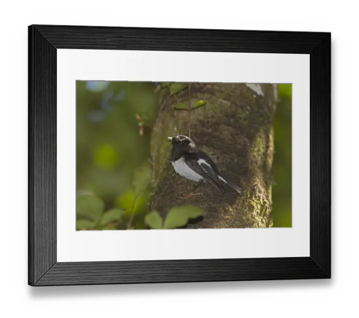 Framed Print : North Island Tomtit (Petroica macrocephala toitoi) adult, with insects in beak, perched on tree trunk, New Zealand, november Framed Print : North Island Tomtit (Petroica macrocephala toitoi) adult, with insects in beak, perched on tree trunk, New Zealand, november