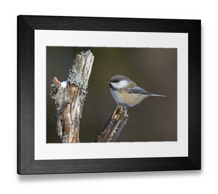 Framed Print : Siberian Tit (Parus cinctus) adult, perched on stump, Lapland, Finland, march Framed Print : Siberian Tit (Parus cinctus) adult, perched on stump, Lapland, Finland, march