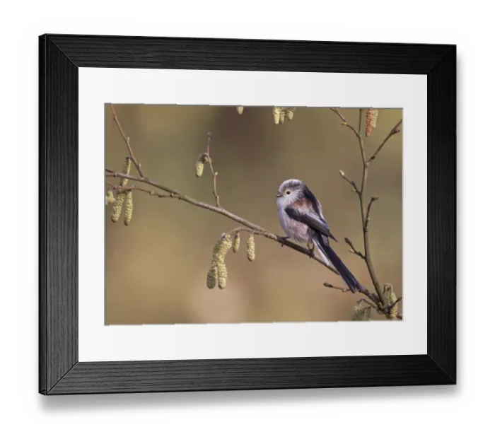 Framed Print : Long-tailed Tit (Aegithalos caudatus) adult, perched on twig with catkins, Peak District, Derbyshire, England, april Framed Print : Long-tailed Tit (Aegithalos caudatus) adult, perched on twig with catkins, Peak District, Derbyshire, England, april