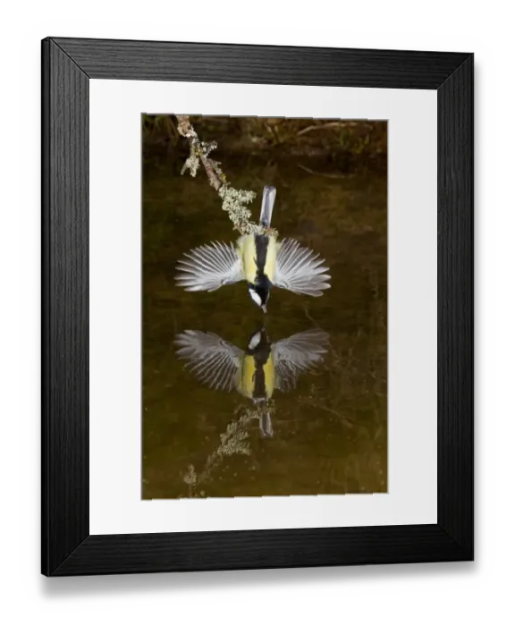 Framed Print : Great Tit (Parus major) adult male, drinking, with wings spread for balance, hanging over pool with reflection, Suffolk, England, march Framed Print : Great Tit (Parus major) adult male, drinking, with wings spread for balance, hanging over pool with reflection, Suffolk, England, march