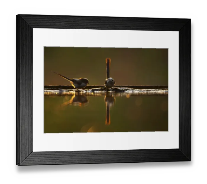 Framed Print : Long-tailed Tit (Aegithalos caudatus) adult and juvenile, standing at edge of forest pool, backlit with reflections at dusk, Hungary