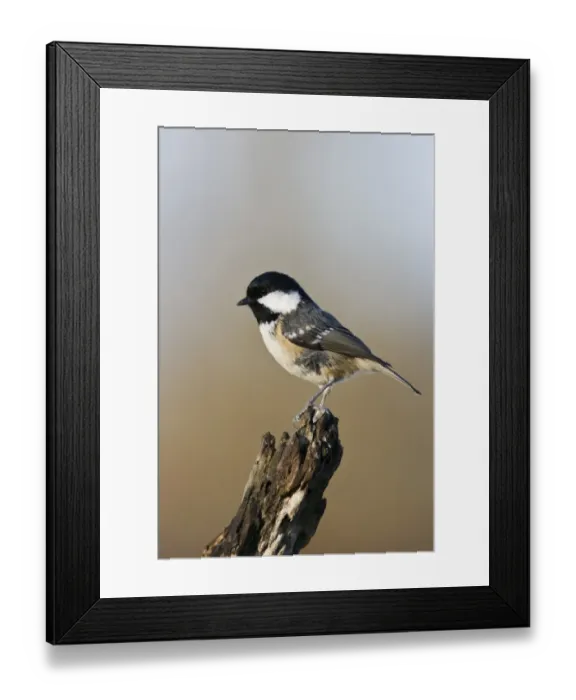 Framed Print : Coal Tit (Parus ater) adult, perched on branch, County Durham, England, november
