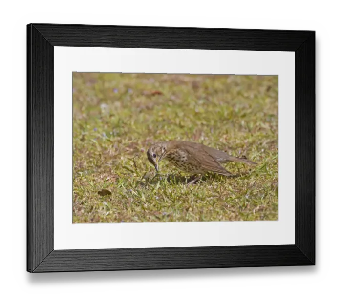 Framed Print : Song Thrush (Turdus philomelos) introduced species, adult, foraging on short grass, New Zealand, november Framed Print : Song Thrush (Turdus philomelos) introduced species, adult, foraging on short grass, New Zealand, november