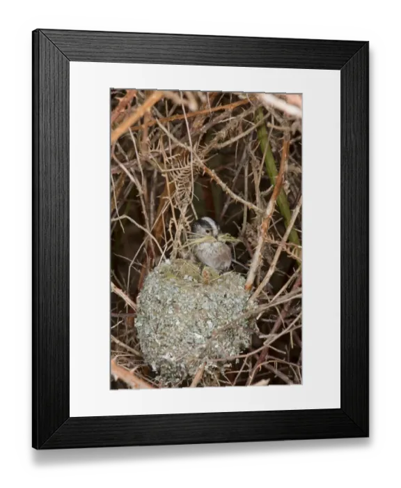 Framed Print : Long-tailed Tit (Aegithalos caudatus) adult, with bark nesting material in beak, building unfinished nest, Suffolk, England, march