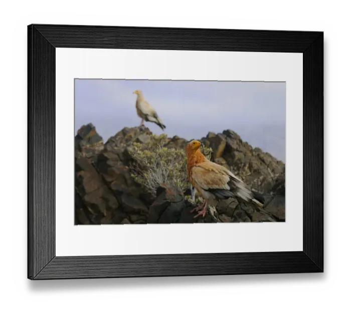Framed Print : Egyptian Vulture (Neophron percnopterus) two adults, standing on rocks in desert habitat, Socotra, Yemen, march Framed Print : Egyptian Vulture (Neophron percnopterus) two adults, standing on rocks in desert habitat, Socotra, Yemen, march