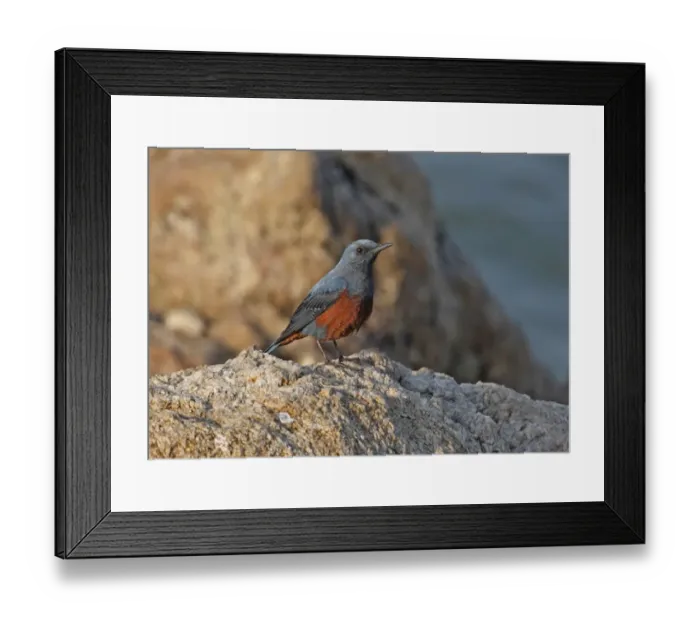 Framed Print : Blue Rock-thrush (Monticola solitarius philippensis) adult male, standing on rock, Beidaihe, Hebei, China, may Framed Print : Blue Rock-thrush (Monticola solitarius philippensis) adult male, standing on rock, Beidaihe, Hebei, China, may