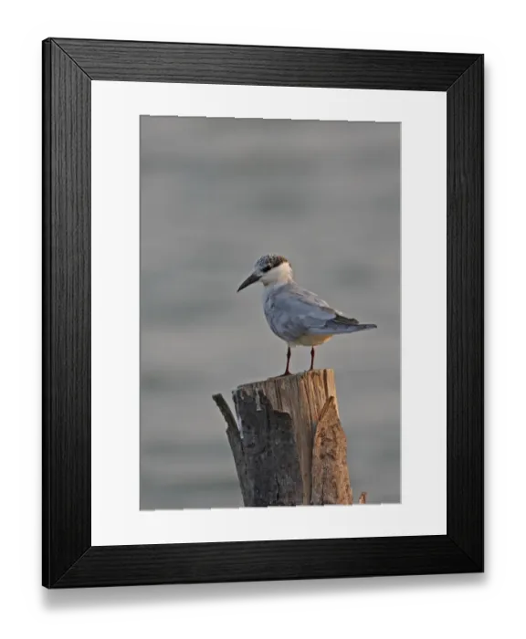 Framed Print : Whiskered Tern (Chlidonias hybridus javanicus) adult, non-breeding plumage, standing on post, Thailand, february