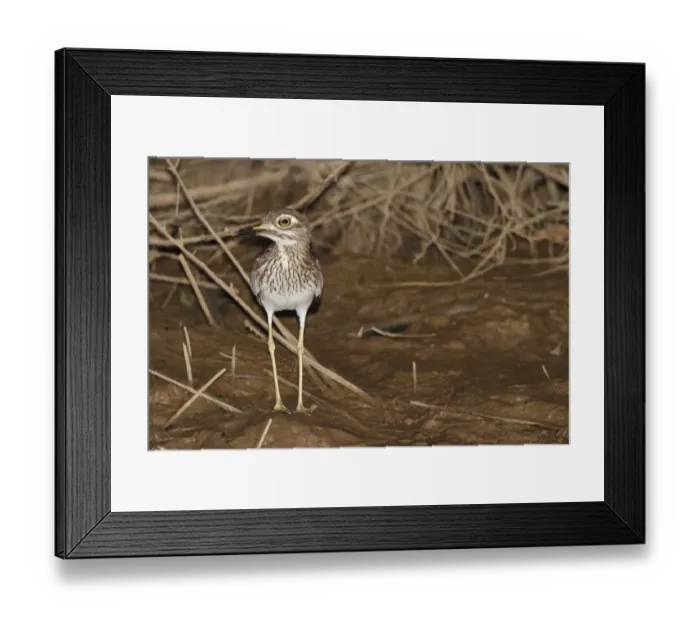 Framed Print : Senegal Thick-knee (Burhinus senegalensis) adult, standing on shore at night, Gambia, january Framed Print : Senegal Thick-knee (Burhinus senegalensis) adult, standing on shore at night, Gambia, january