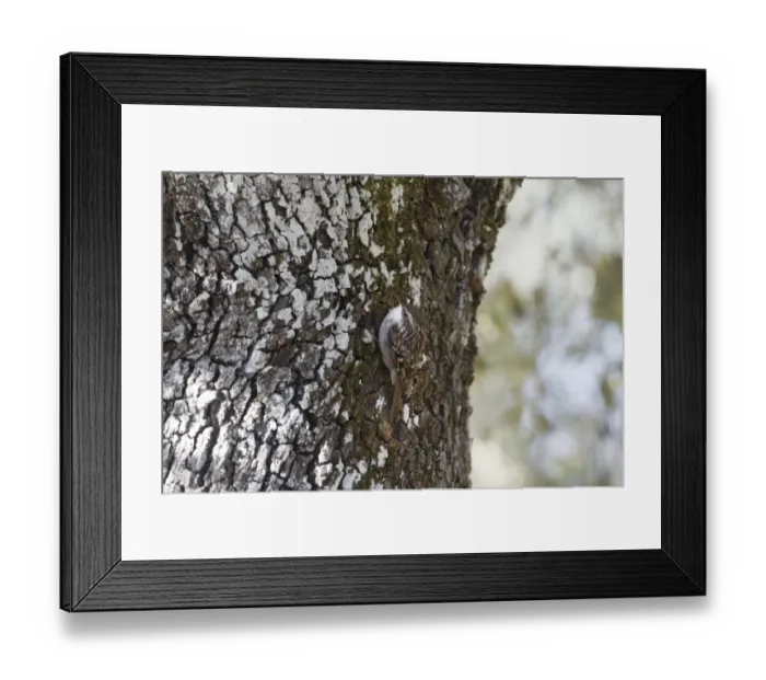 Framed Print : Short-toed Treecreeper (Certhia brachydactyla) adult, foraging on Holm Oak (Quercus ilex) trunk, Extremadura, Spain, september Framed Print : Short-toed Treecreeper (Certhia brachydactyla) adult, foraging on Holm Oak (Quercus ilex) trunk, Extremadura, Spain, september