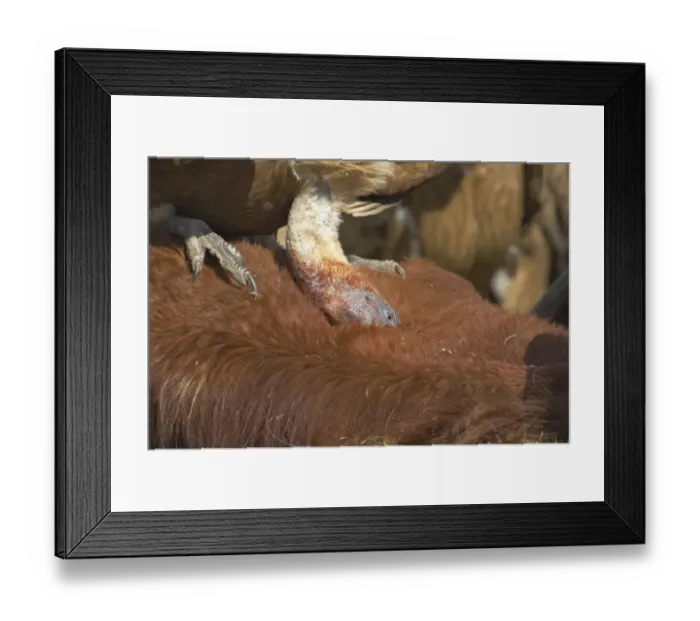 Framed Print : Eurasian Griffon Vulture (Gyps fulvus) adult, feeding on carcass of dead horse, Refugio de Rapaces W. W. F. Reserve, Segovia, Castile and Leon, Spain