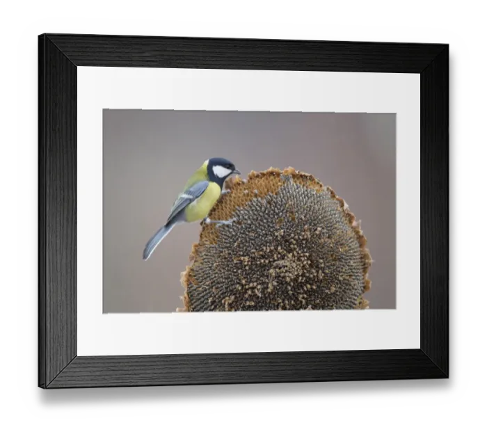 Framed Print : Great Tit (Parus major) adult, feeding on Sunflower (Helianthus annuus) seeds, perched on seedhead, Bulgaria, january Framed Print : Great Tit (Parus major) adult, feeding on Sunflower (Helianthus annuus) seeds, perched on seedhead, Bulgaria, january
