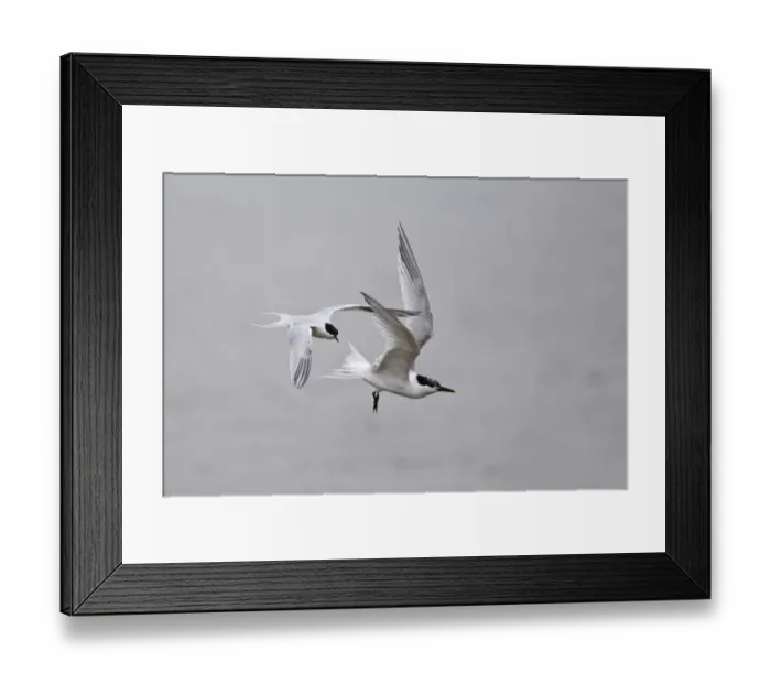 Framed Print : Roseate Tern (Sterna dougallii) and Sandwich Tern (Sterna sandvicensis) two adults, in flight, Minsmere RSPB Reserve, Suffolk, England, june Framed Print : Roseate Tern (Sterna dougallii) and Sandwich Tern (Sterna sandvicensis) two adults, in flight, Minsmere RSPB Reserve, Suffolk, England, june