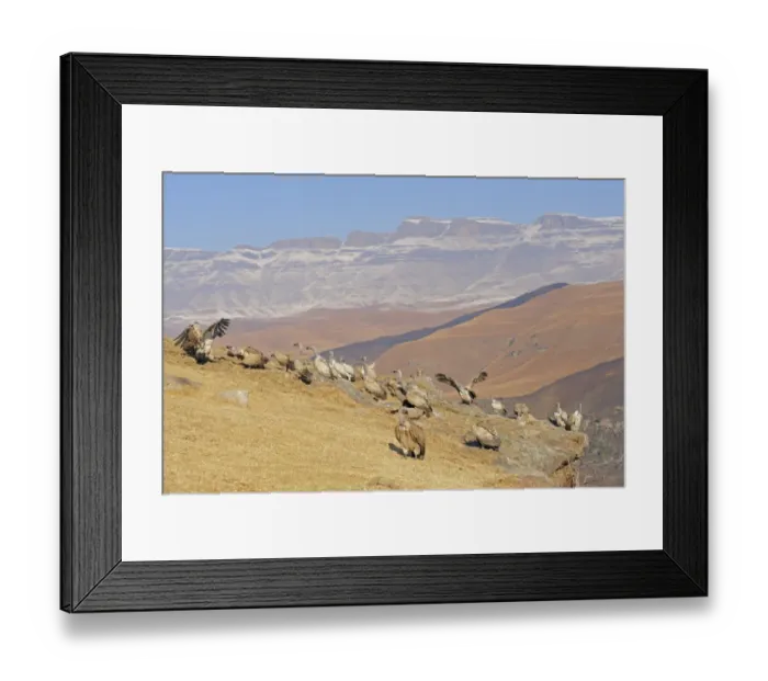 Framed Print : Cape Vulture (Gyps coprotheres) flock, gathered on mountain clifftop, Giant's Castle N. P. Drakensberg Mountains, Natal, South Africa Framed Print : Cape Vulture (Gyps coprotheres) flock, gathered on mountain clifftop, Giant's Castle N. P. Drakensberg Mountains, Natal, South Africa