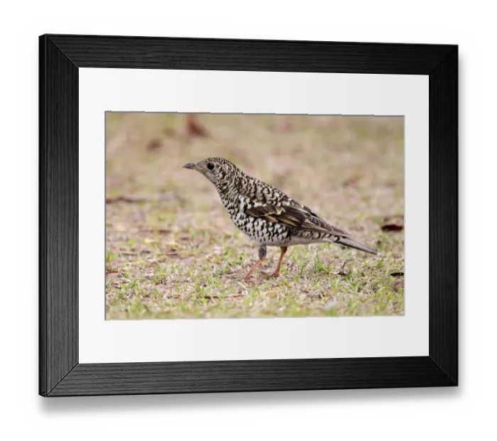 Framed Print : Scaly Thrush (Zoothera dauma) adult, winter migrant, standing on ground, Hong Kong, China, february Framed Print : Scaly Thrush (Zoothera dauma) adult, winter migrant, standing on ground, Hong Kong, China, february