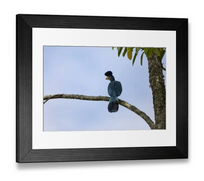 Framed Print : Great Blue Turaco (Corythaeola cristata) adult, perched on branch, Bigodi Wetland Sanctuary, Uganda Framed Print : Great Blue Turaco (Corythaeola cristata) adult, perched on branch, Bigodi Wetland Sanctuary, Uganda
