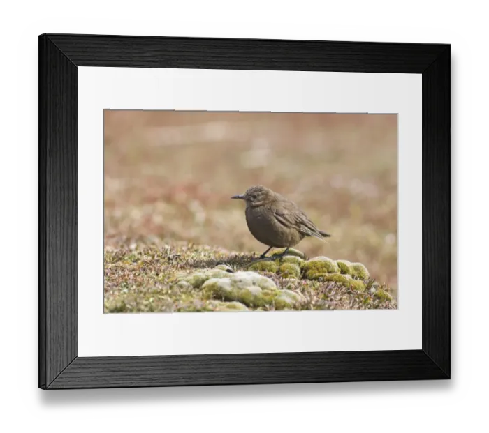 Framed Print : Tussac-bird (Cinclodes antarcticus) adult, standing on ground, Sea Lion Island, Falkland Islands, november Framed Print : Tussac-bird (Cinclodes antarcticus) adult, standing on ground, Sea Lion Island, Falkland Islands, november
